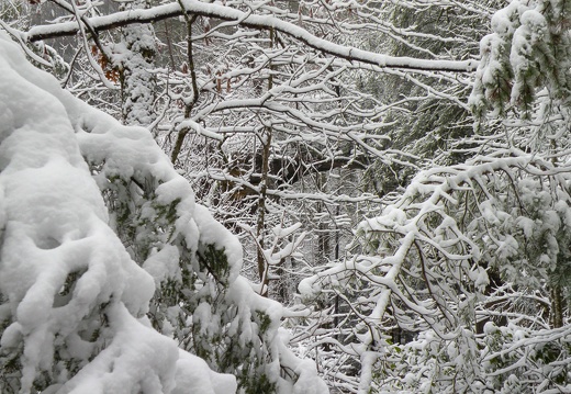 Snow on the Rough Trail